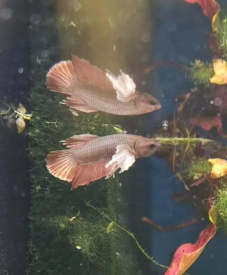 Taistelukala Koiras RT PL DUMBO - Labyrinttikalat - 13579900 - 1