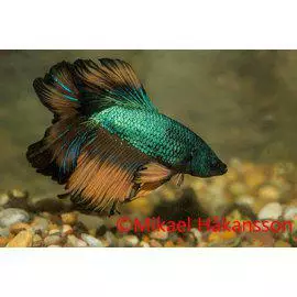 Taistelukala koiras Rosetail - Labyrinttikalat - 0231330 - 1