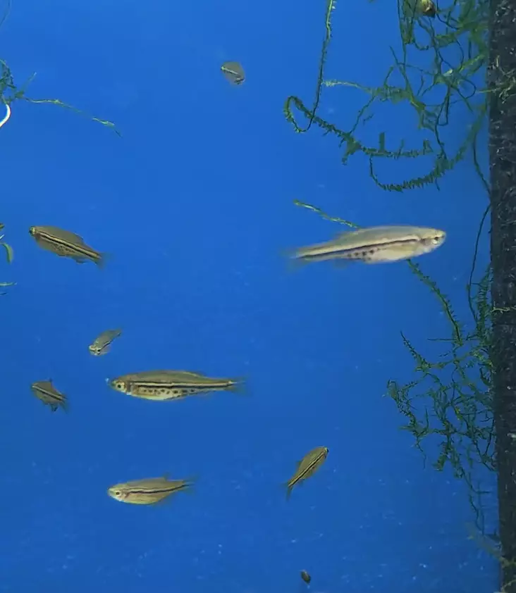 Täpläseeprakala - Särkikalat - 7020070 - 1