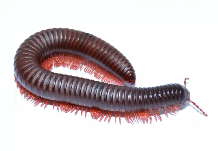 Tuhatjalkainen Spirostreptus-laji. - Kuoriaiset, sauvasirkat ym - 14408453380 - 1