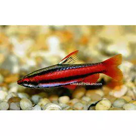 Tulisuppusuu Nannostomus mortenthaleri - Tetrat - 0150360 - 1