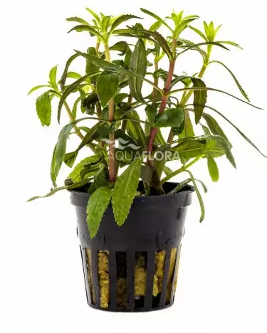 Tuoksuvedensuosikki Limnophila aromatica - Akvaariokasvit - 0930210 - 2