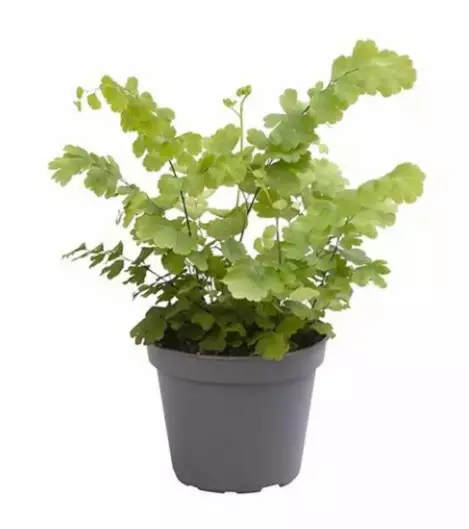 Viheradiantumi Fritz Luthi ruukku - Terraariokasvit elävät - 09672560 - 1