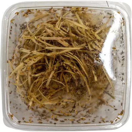 Banaanikärpänen Rasia - Matelijoiden sirkat ym tuoreruoat - 7330002034561 - 1