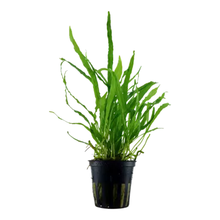 Jaavansaniainen Microsorom pteropus Gree - Akvaariokasvit - 097004521 - 1