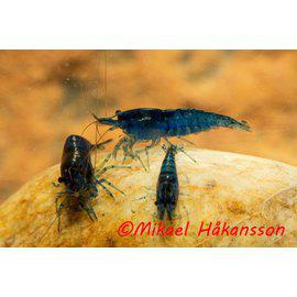 Sukarapu "Blue Diamond" - Ravut ja kotilot - 3969085160931 - 2