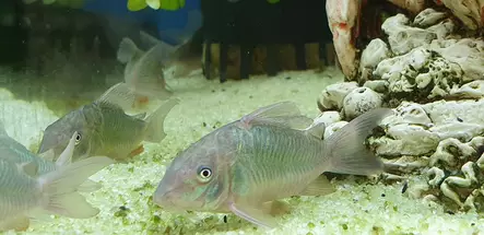 Vihermonninen - Pohjakalat - 1600041 - 1