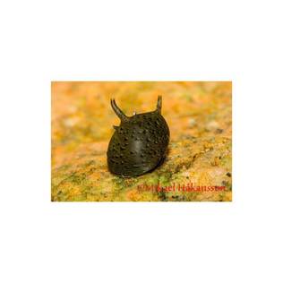 Antennikotilo Clithon diadema - Ravut ja kotilot - 485491 - 1