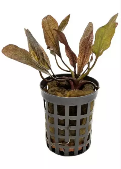 Akvaariokasvi miekkakasvilaji - Akvaariokasvit - 70050021 - 1