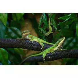 Karoliinananolislisko naaras - Liskot ja kilpikonnat - 52244845101 - 1