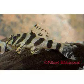 L134, leopardisammakkopleko - Pohjakalat - 0221681 - 1