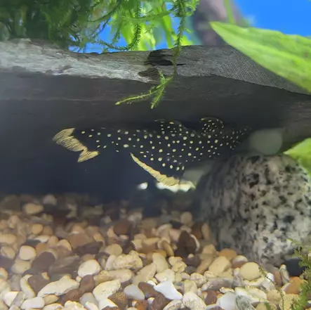 L81 Kuujuovapleko - Pohjakalat - 26480081 - 1