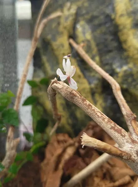 Rukoilijasirkka Hymenopus cor. - Kuoriaiset, sauvasirkat ym - 3245t4671 - 2