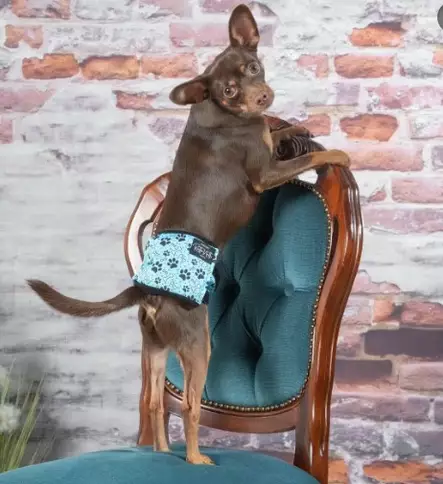 Ruttunuttu urosvyö steppin around - Juoksuhousut ja urossuojat - 45645654121 - 1