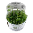 1-2 Grow Marsilea hirsuta - Akvaariokasvit - 010100051011 - 1
