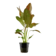Akvaariokasvi Echinodorus ozelot - Akvaariokasvit - 0602909990001 - 2