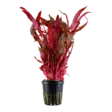 Akvaariokasvi Papukaijalehti Pink - Akvaariokasvit - 0602909991 - 1