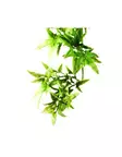 Jungle Plant Croton Muovikasvi S - Tekokasvit - 015561230001 - 1