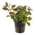 Rubiinirusolehti Ludwigia repens - Akvaariokasvit - 033111 - 1