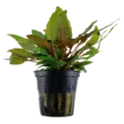 Ruskomelalehti Cryptocoryne wendtii - Akvaariokasvit - 109011211 - 1