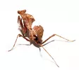Kuollelehtisirkka Deroplatys desiccata - Kuoriaiset, sauvasirkat ym - 4250349415461 - 1