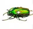Coelorrhina aurata 3 matoa - Kuoriaiset, sauvasirkat ym - 4250349430761 - 1
