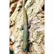 Päivägekko Phelsuma laticauda - Liskot ja kilpikonnat - 0355271 - 1