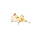 Rukoilijasirkka Hymenopus cor. - Kuoriaiset, sauvasirkat ym - 3245t4671 - 3