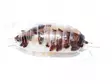 Siira Porcellio Leavis 10kpl Dairy Cow - Matelijoiden sirkat ym tuoreruoat - 4250349437944 - 2