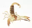 Skorpioni maurus Skorpionilaji - Hämähäkit ja skorpionit - 4250349415331 - 1