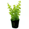 Akvaariokasvi lysimachia nummularia "aur - Akvaariokasvit - 093.0231 - 1