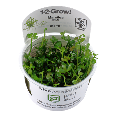 1-2 Grow Marsilea hirsuta - Akvaariokasvit - 010100051011 - 1