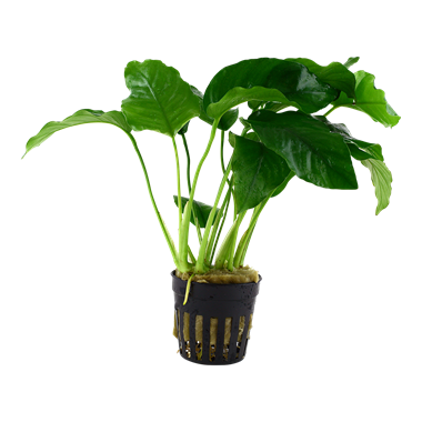 Akvaariokasvi Herttakeihäslehti - Akvaariokasvit - 06012090901 - 1