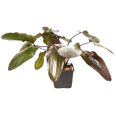 Akvaariokasvi Echinodorus ozelot - Akvaariokasvit - 0602909990001 - 1