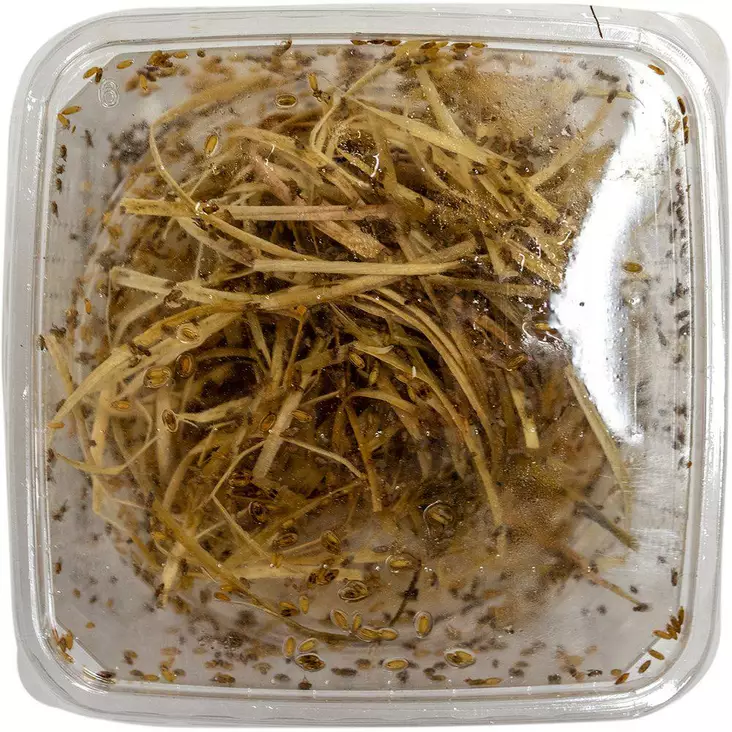 Banaanikärpänen Rasia - Matelijoiden sirkat ym tuoreruoat - 7330002034561 - 1