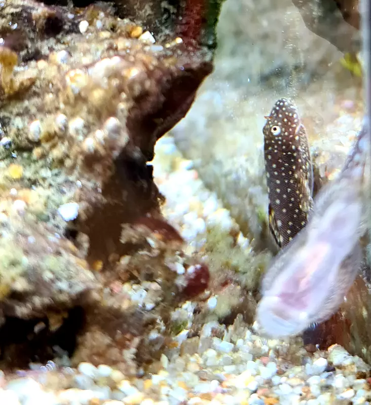 Borneon imunuoliainen - Nuoliaiset - 3973636254321 - 1