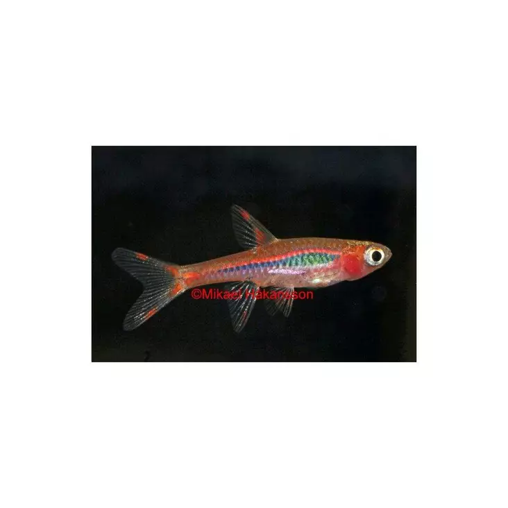 Hehkurasbora - Särkikalat - 2700021 - 1