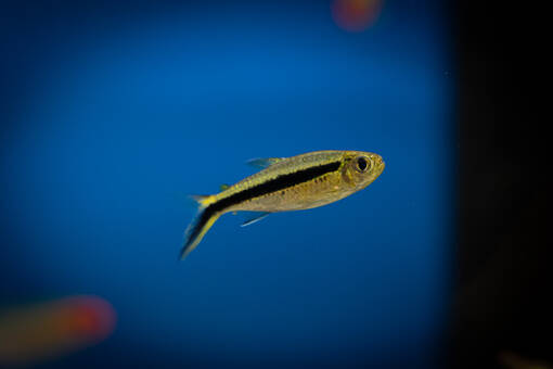 Kulmatetra - Tetrat - 7010101 - 1