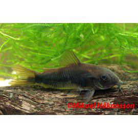 Kuparimonninen " Black Venezuela" - Pohjakalat - 7040161 - 1