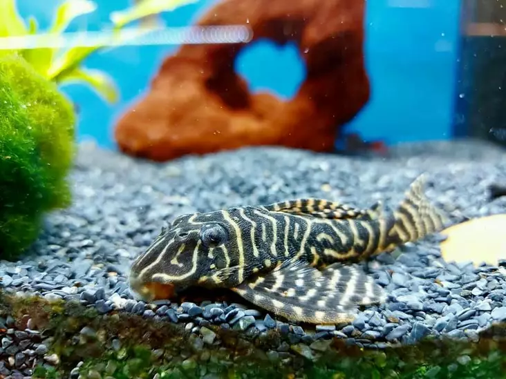 L-052 Kolumbian perhospleko Zonancistrus - Pohjakalat - 3200061 - 1