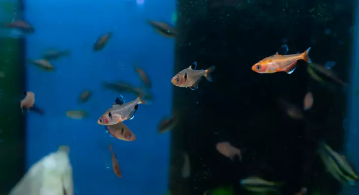 Puna-aavetetra - Tetrat - 7010231 - 1