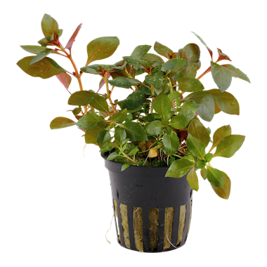 Rubiinirusolehti Ludwigia repens - Akvaariokasvit - 033111 - 1