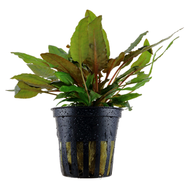 Ruskomelalehti Cryptocoryne wendtii - Akvaariokasvit - 109011211 - 1
