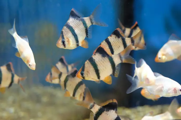 Tiikeribarbi Gold - Särkikalat - 2700201 - 1