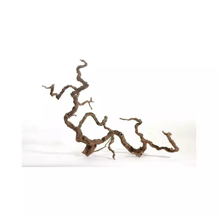 Viiniköynnös L 70-100cm - Akvaarion kannot - 4260092572311 - 1