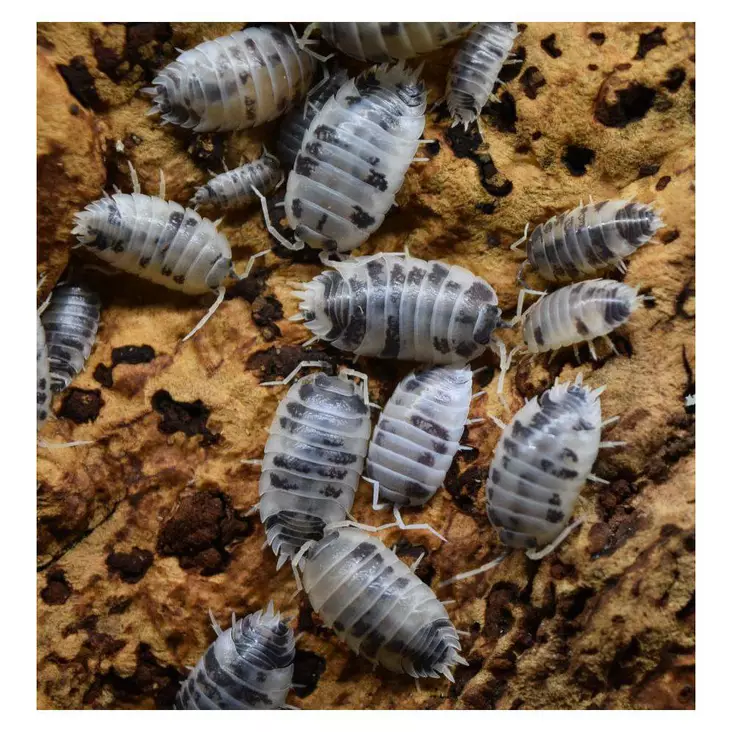 Siira Porcellio Leavis 10kpl - Matelijoiden sirkat ym tuoreruoat - 03402671 - 1