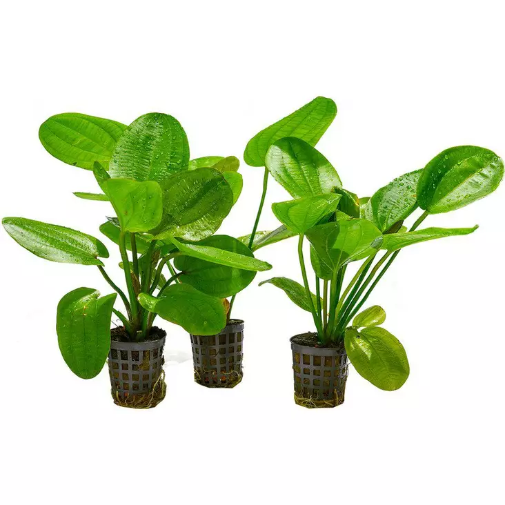 Echinodorus Radicans - Akvaariokasvit - 3453341 - 1