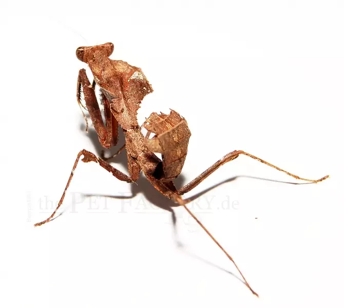 Kuollelehtisirkka Deroplatys desiccata - Kuoriaiset, sauvasirkat ym - 4250349415461 - 1