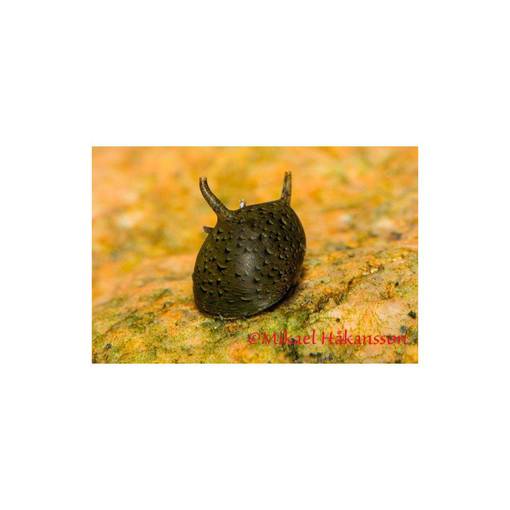 Antennikotilo Clithon diadema - Ravut ja kotilot - 485491 - 1