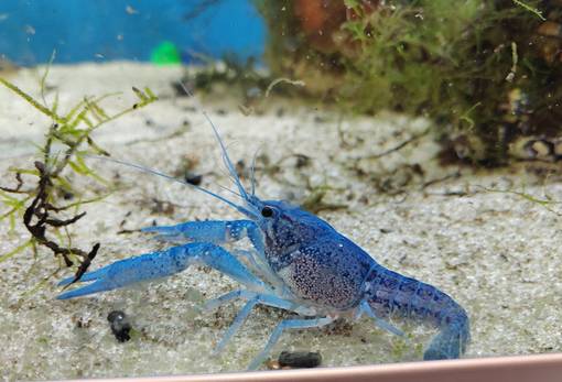 Sinirapu - Ravut ja kotilot - 486701 - 1